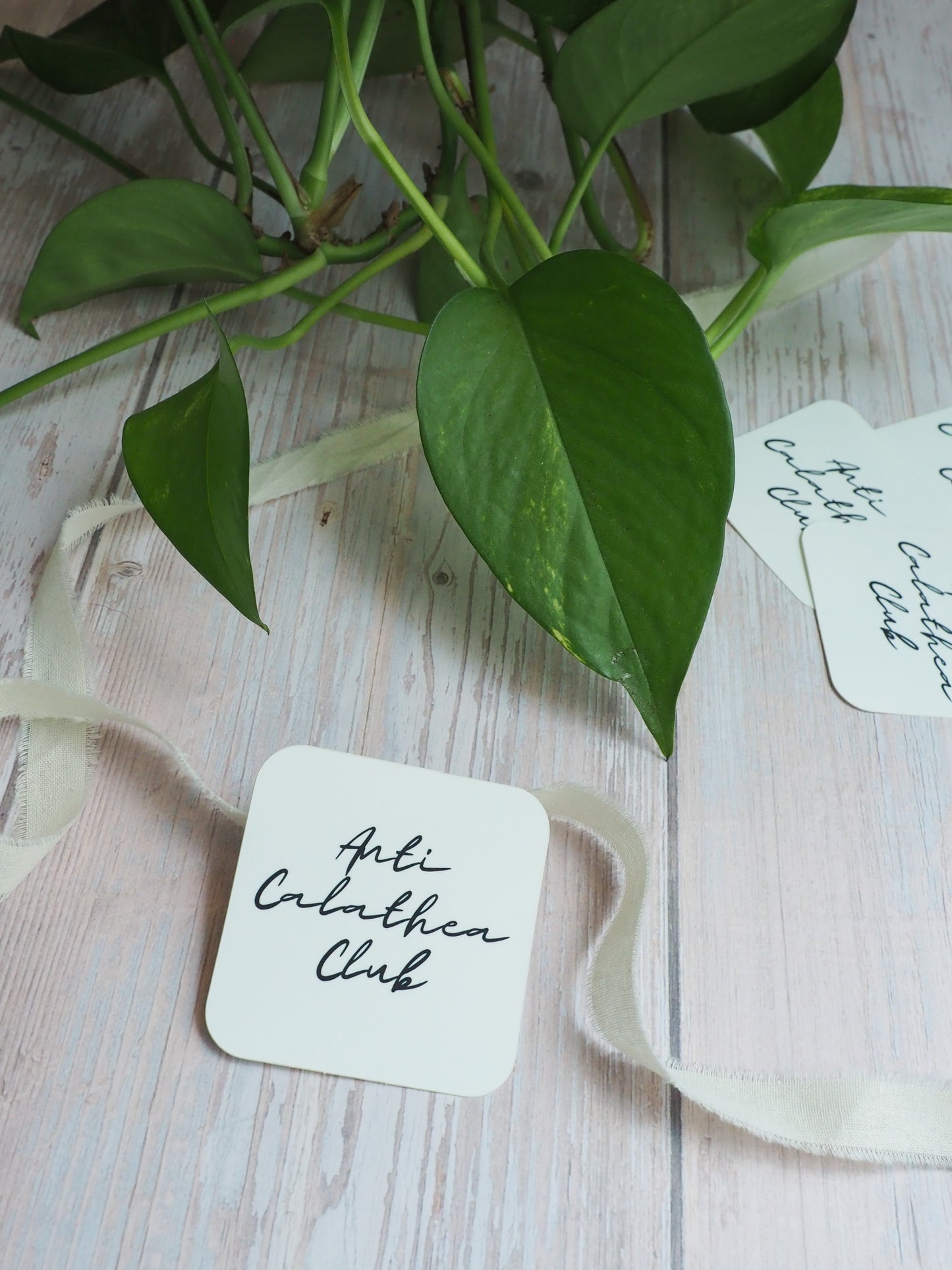 Sticker - Anti Calathea Club